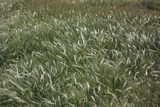 Dilmun wheat, almost ready to harvest